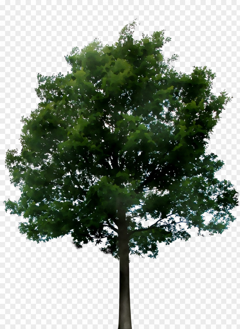Transparency Tree Image Trunk PNG