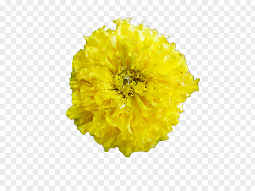 Yellow Marigold Mexican Tagetes Lucida Chrysanthemum PNG
