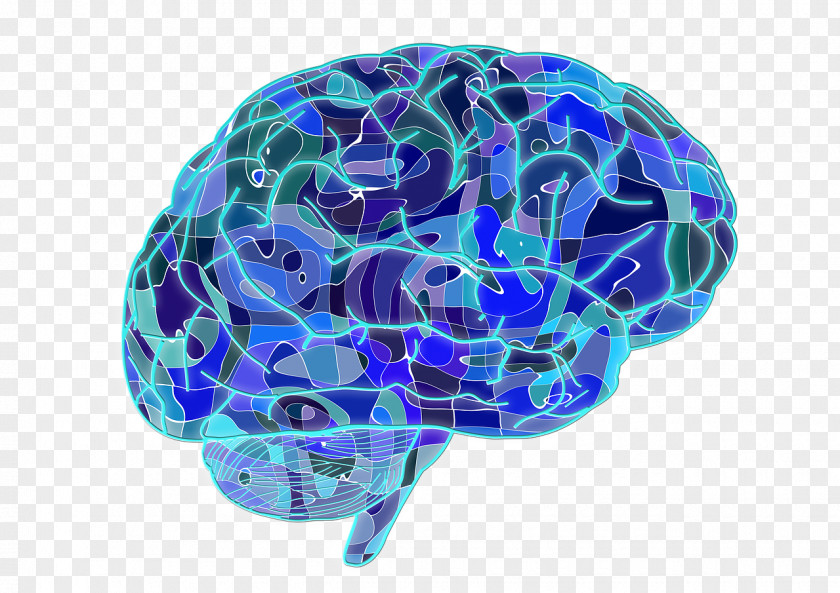 Blue Brain Cells Large Scale Networks Neuroscience Memory Neuron PNG