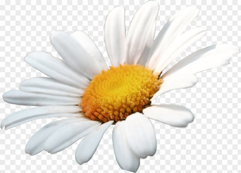 Camomile German Chamomile Flower Oxeye Daisy Family PNG