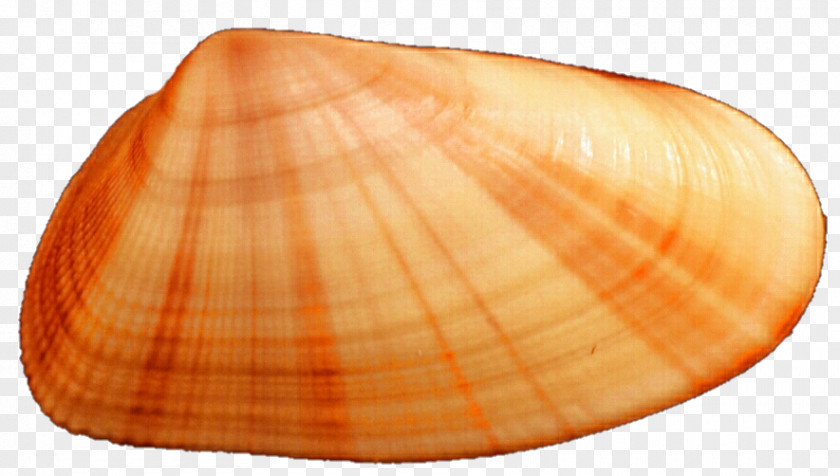 Seashell Cockle Clam Conchology Veneroida Tellinidae PNG