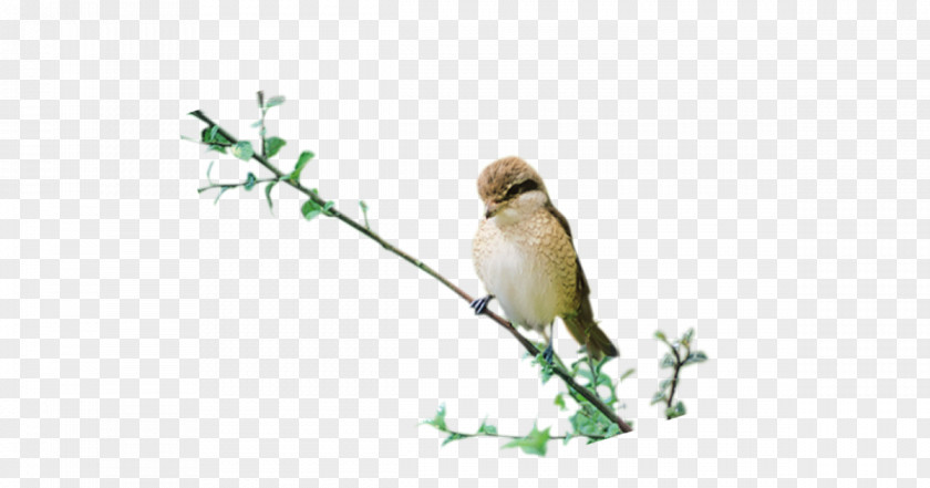 Bird Clip Art PNG