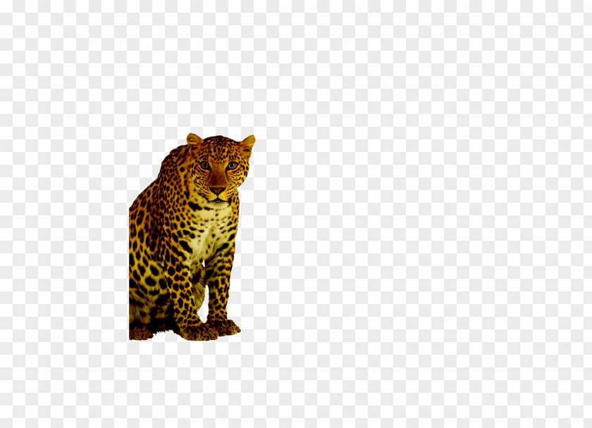 Cheetah Leopard Felinae PNG