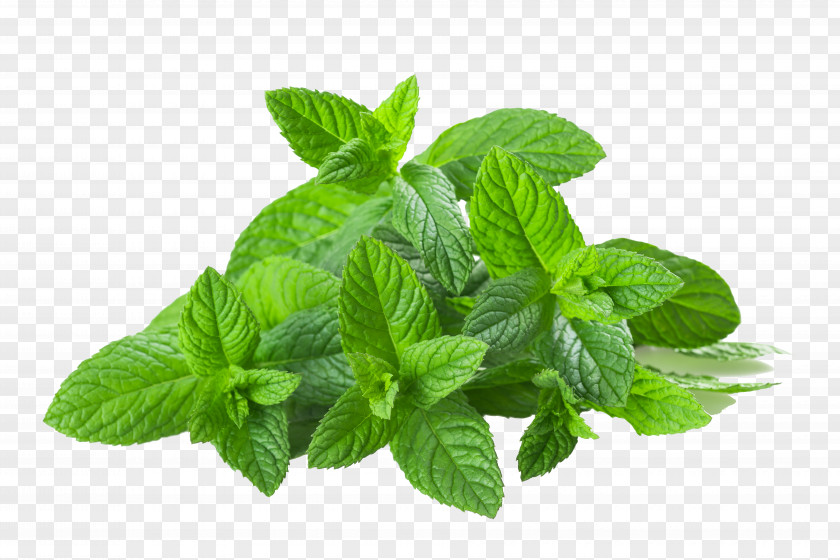 Fresh Green Tea Leaves Peppermint Herbal Basil PNG