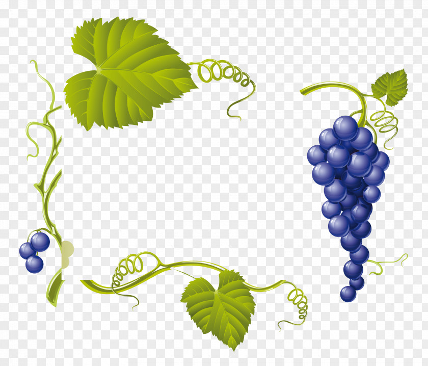 Grapes Common Grape Vine Wine Leaves PNG
