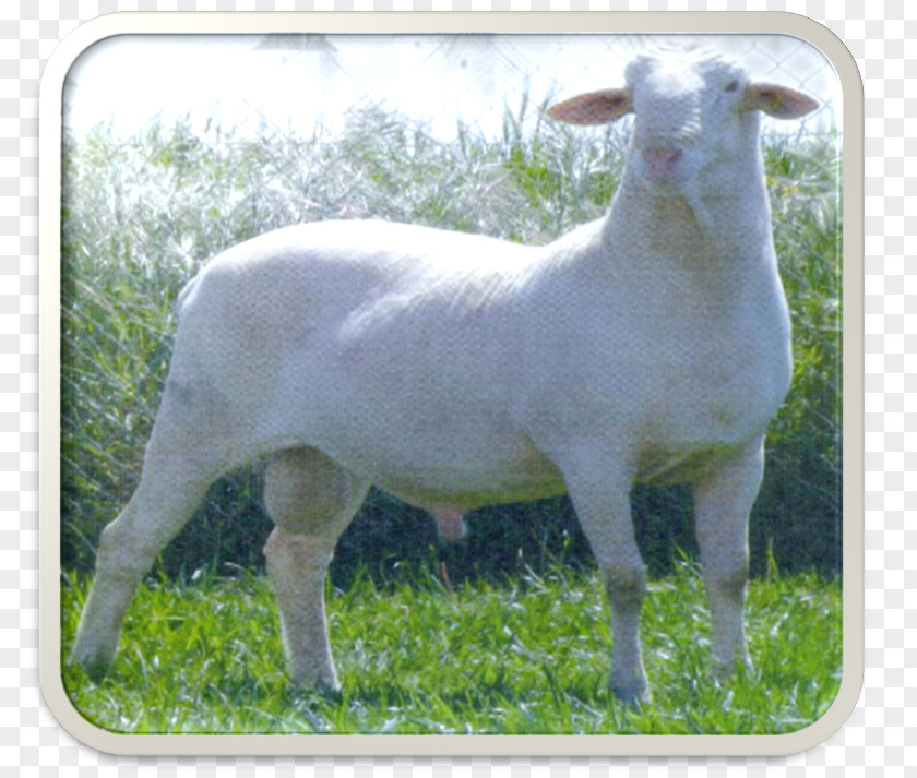 Sheep Goat Pasture Grazing Terrestrial Animal PNG