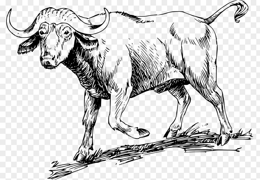 Water Buffalo American Bison African Drawing Clip Art PNG