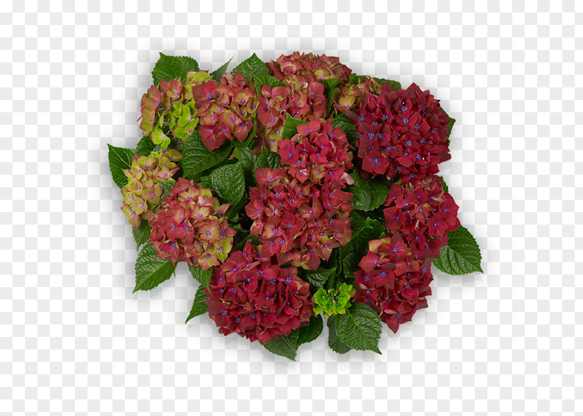 Hortensia Hydrangea Schloss Wackerbarth Cut Flowers Pink PNG