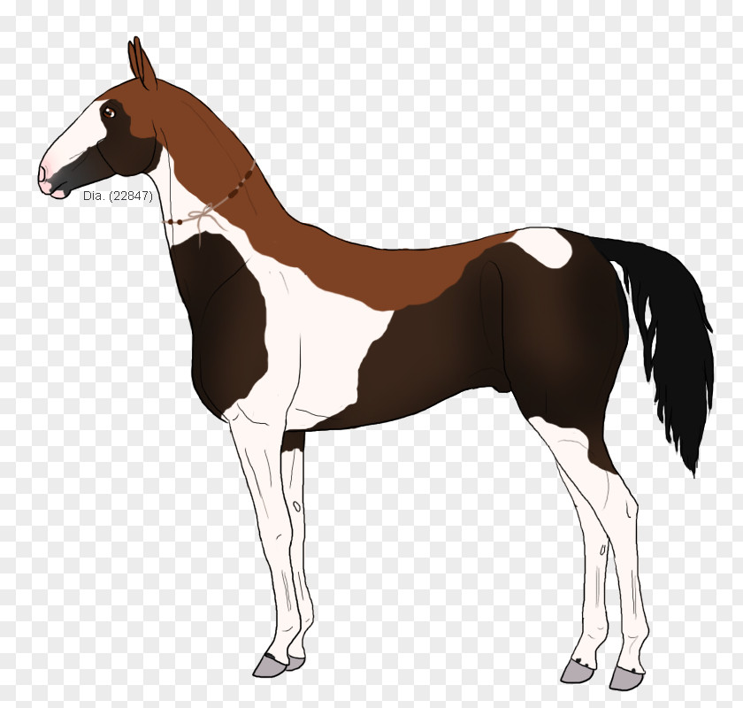 Mustang Foal Mare Stallion Colt PNG