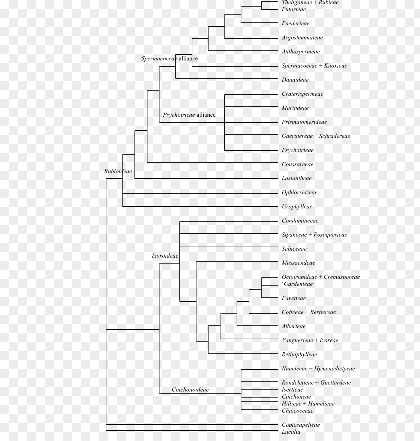 Phylogenetic Tree Phylogenetics Cladogram Fusarium Solani PNG