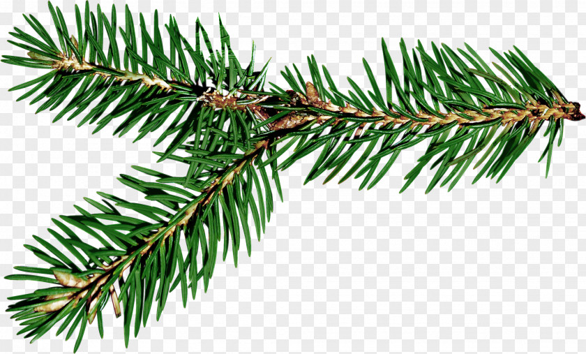 Pine Cone Ded Moroz Spruce Branch New Year Gift PNG