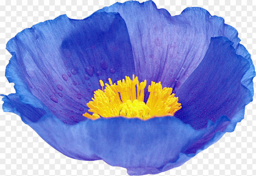 Purple Poppy Lavender Lilac Flower PNG