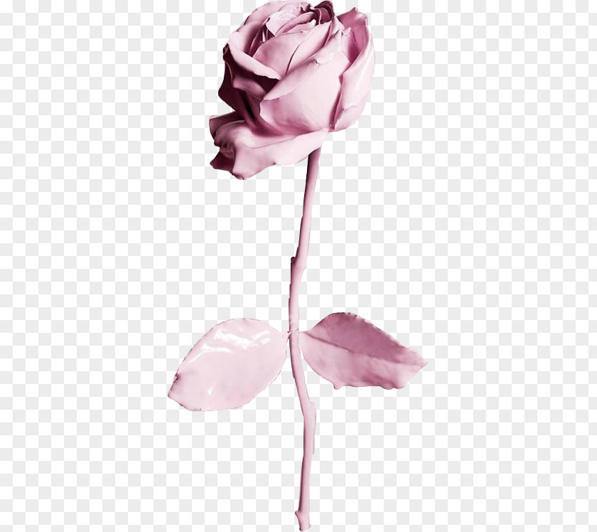 Rose Desktop Wallpaper IPhone 6 Best Roses PNG