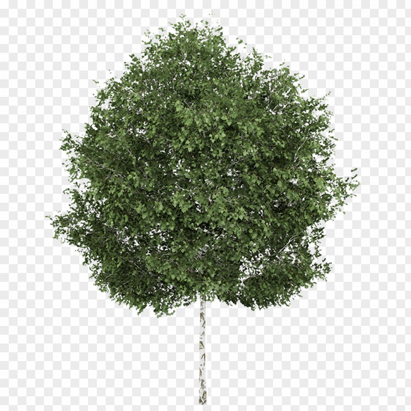 Thin Silver Birch Weeping Willow Betula Alleghaniensis Tree Aspen PNG