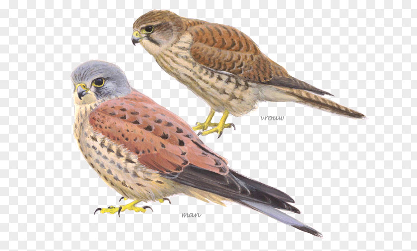 Bird Watching Netherlands Common Kestrel Peregrine Falcon PNG