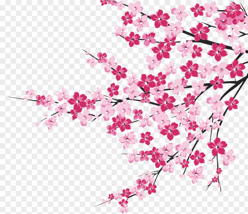 Cherry Blossom Image Clip Art Illustration PNG
