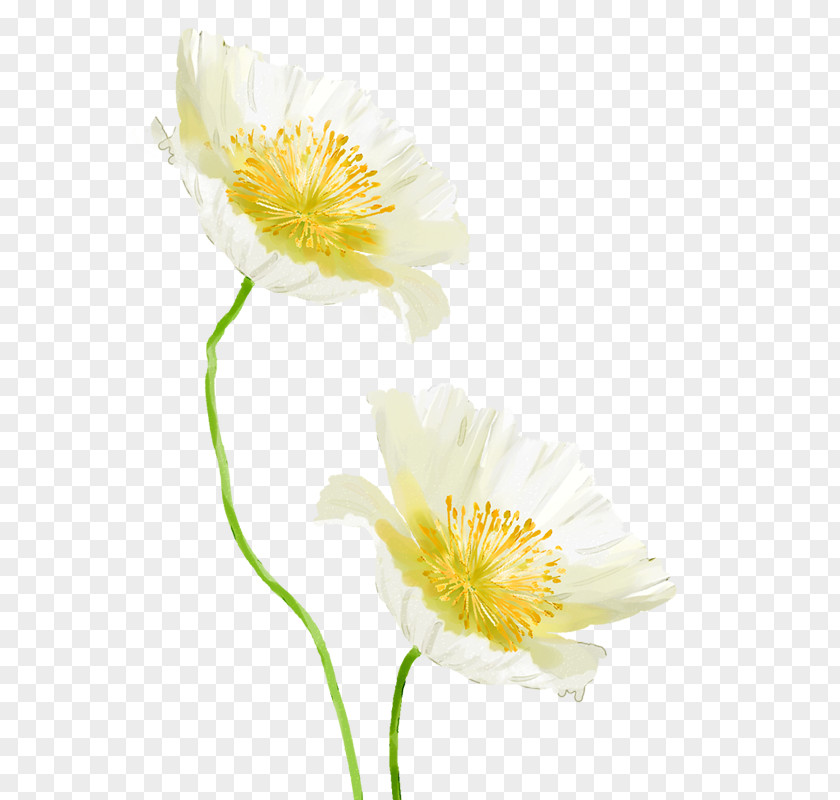 Chrysanthemum Petal Yellow Cut Flowers Daisy Family Wildflower PNG