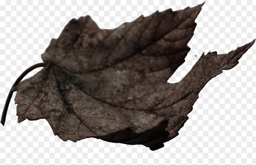 Creative Leaves Falling Shading Element Leaf PNG