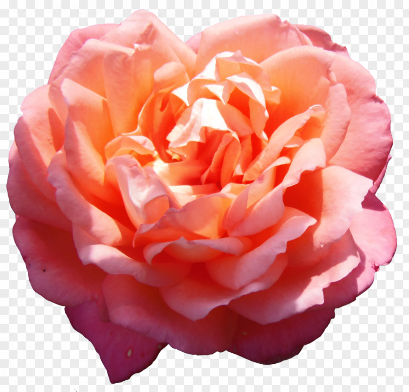 Indie Centifolia Roses Flower Stock Photography Garden PNG
