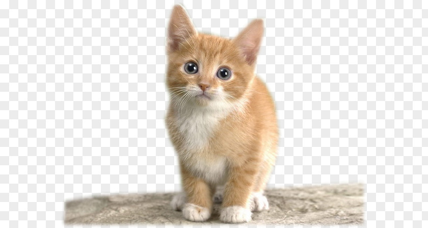 Kitten Somali Cat CatScat Dog Felidae PNG