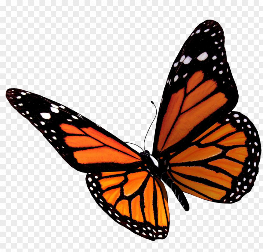 Butterfly Clip Art PNG