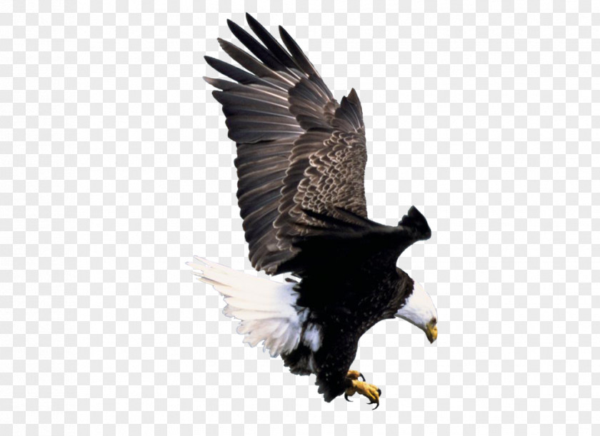 Eagle American Bald Foundation IPhone Bird America's PNG
