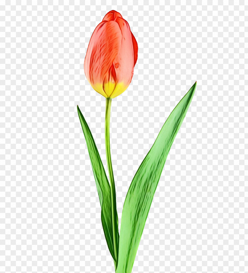 Flower Tulip Plant Petal Bud PNG