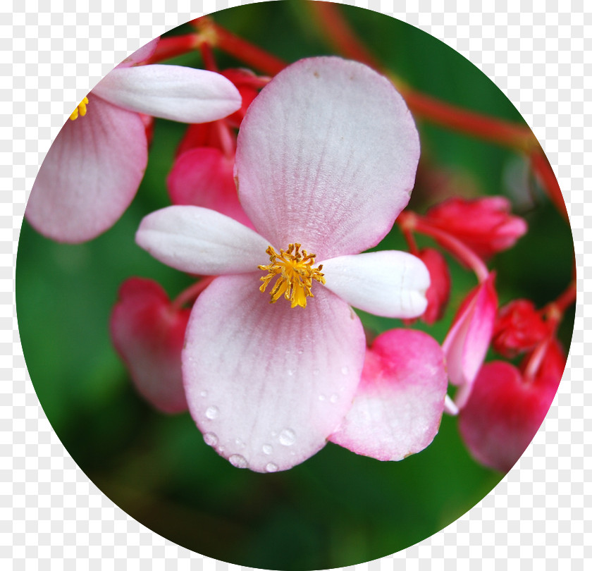 Flower Wax Begonia Involucrata Genus Aequilateralis PNG