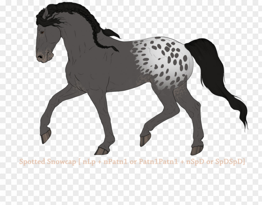 Leopard Skin Mustang Stallion Mare Pony Arabian Horse PNG