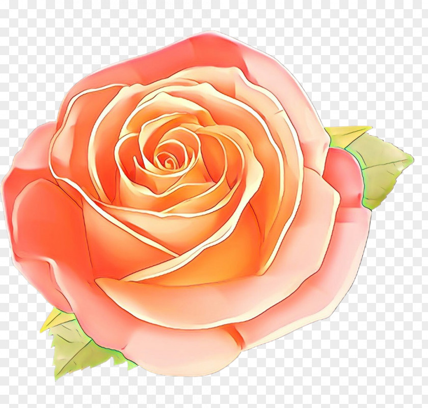 Plant Floribunda Garden Roses PNG