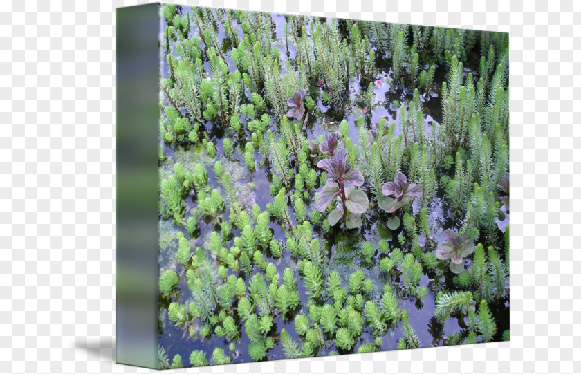 Aquatic Plants English Lavender Lilac Purple Vegetation Shrub PNG