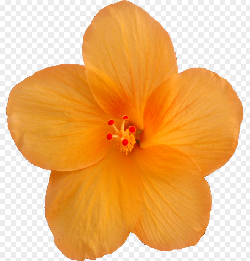 Autumn-flowers Hibiscus PNG