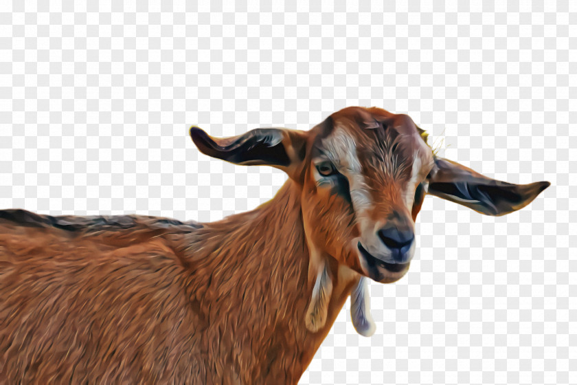 Ear Feral Goat Goats Goat-antelope Cow-goat Family Horn PNG
