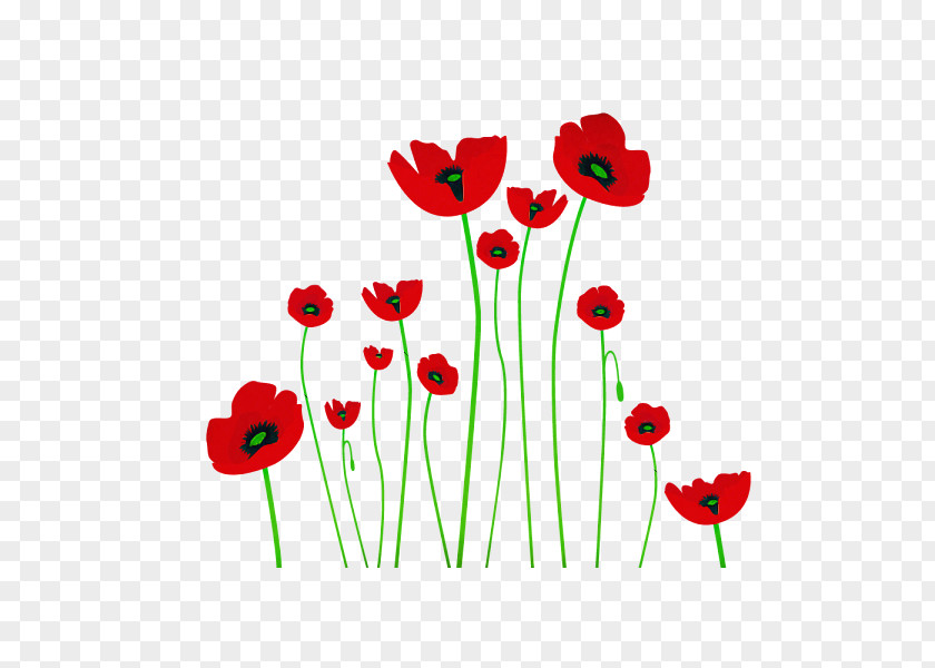 Flower Coquelicot Corn Poppy Plant PNG