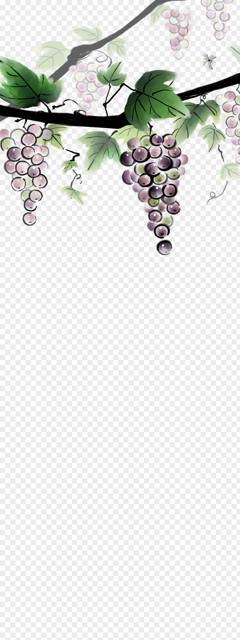Grape Ink Wash Painting Download PNG
