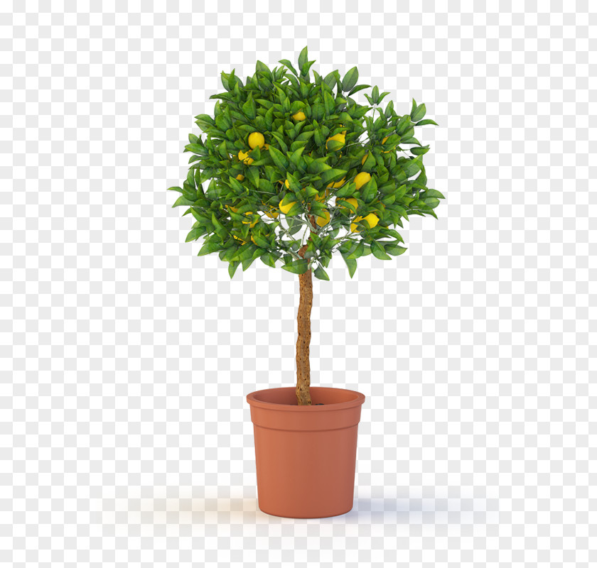Lemon Tree Topiary Weeping Fig Container Garden Shrub PNG