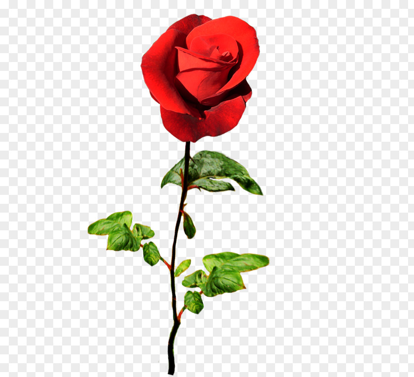 Valentine Greeting Garden Roses Centifolia & Note Cards Valentine's Day Birthday PNG
