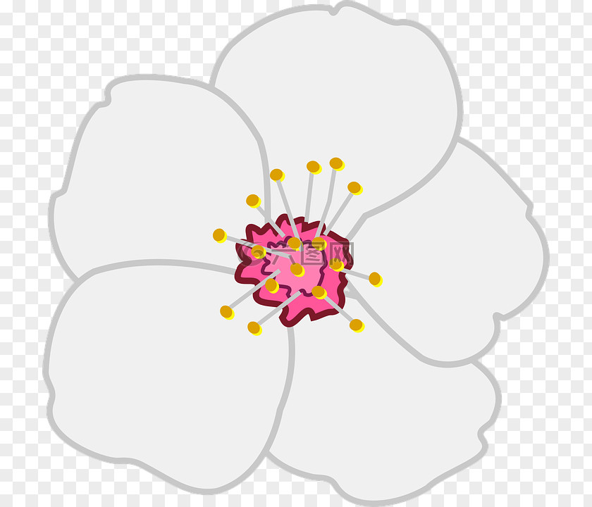 Almond Joy Cherry Blossom Vector Graphics Clip Art Cherries PNG
