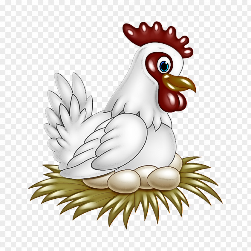 Chicken Bird Rooster Cartoon Beak PNG