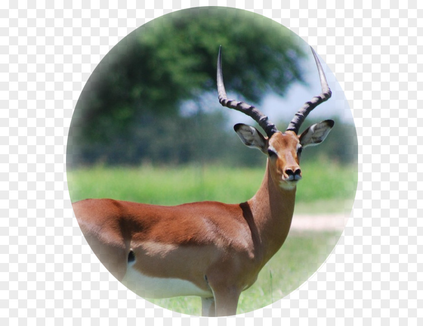 Deer Impala Gemsbok Hartebeest Wildebeest PNG