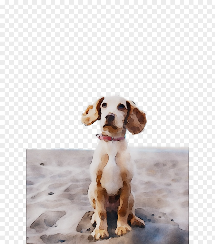 Dog Breed Spaniel Companion PNG