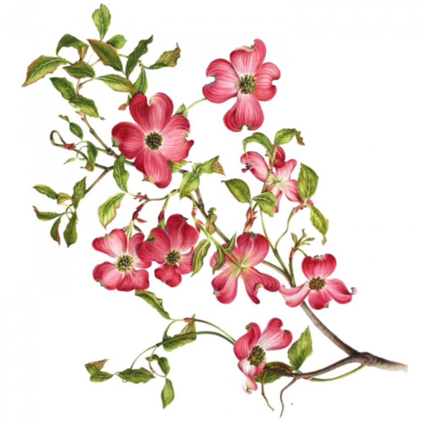 Flowering Branch Cliparts Dogwood Virginia Drawing Clip Art PNG