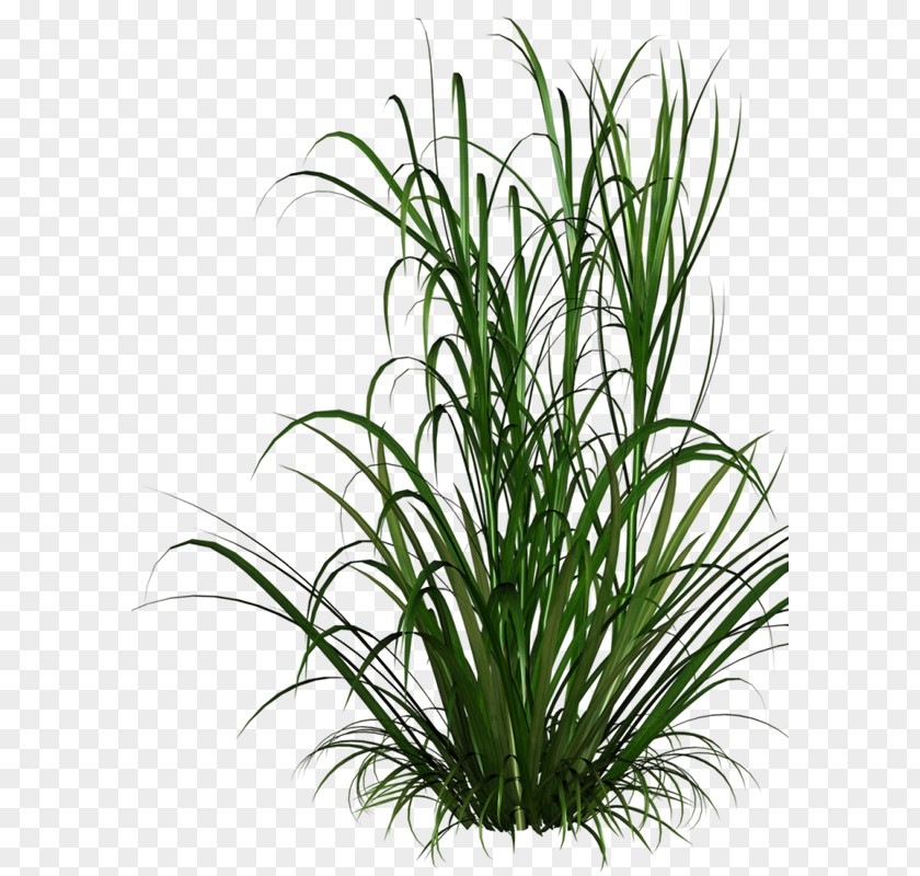 Grass Grasses Clip Art PNG