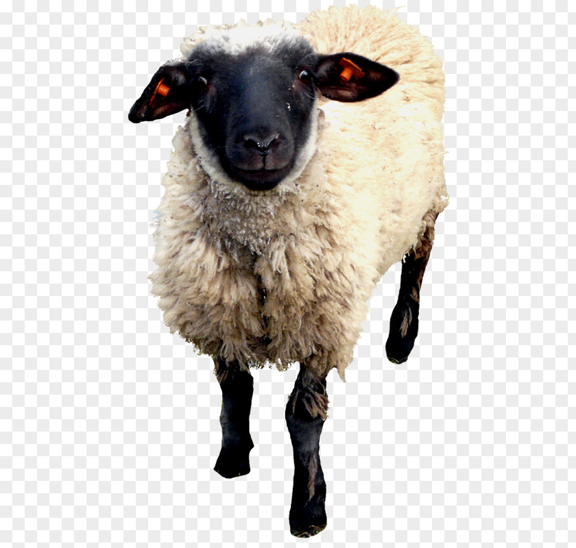 Oveja Sheep–goat Hybrid PNG