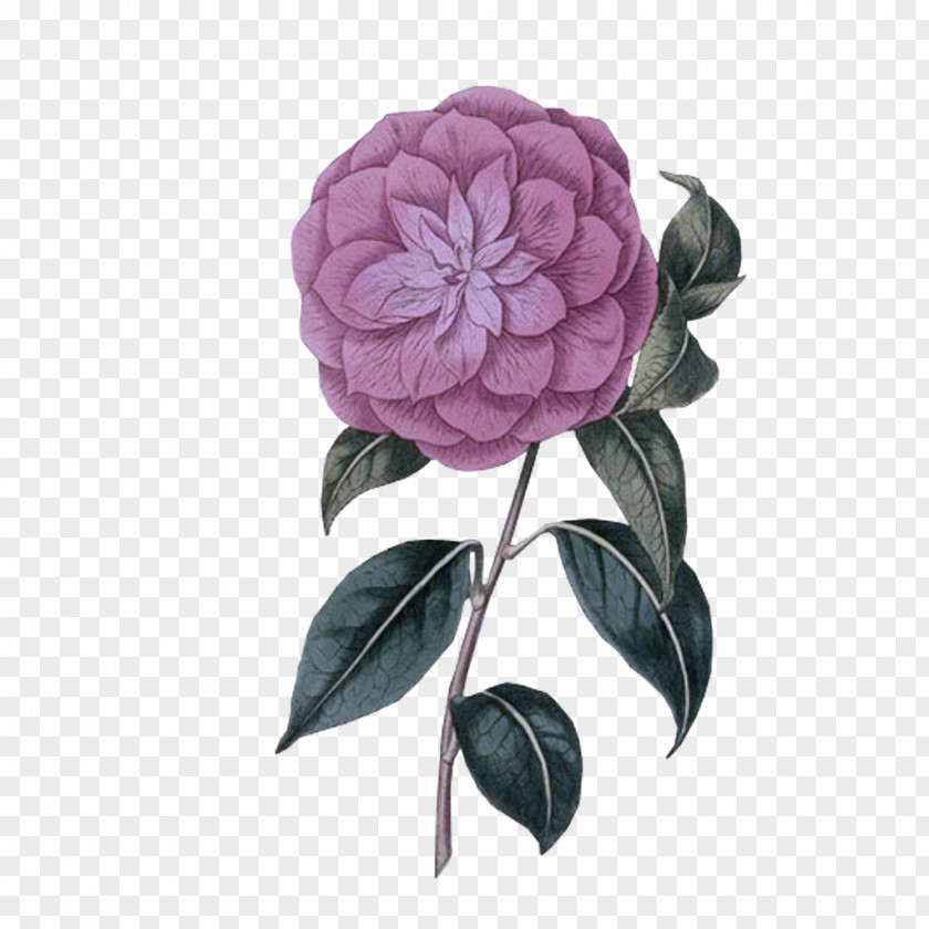 Rose PNG