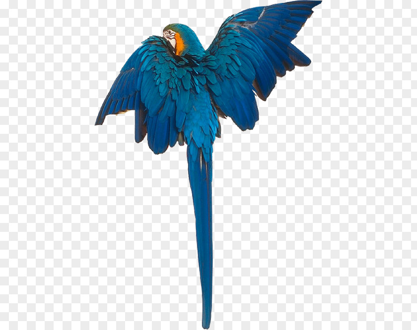 Bird Macaw Cygnini Duck Gulls PNG