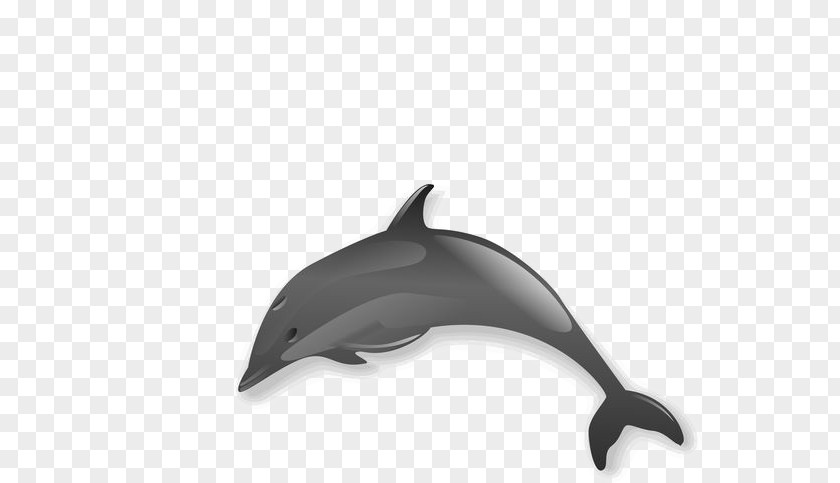 Cartoon Dolphin Spinner Clip Art PNG