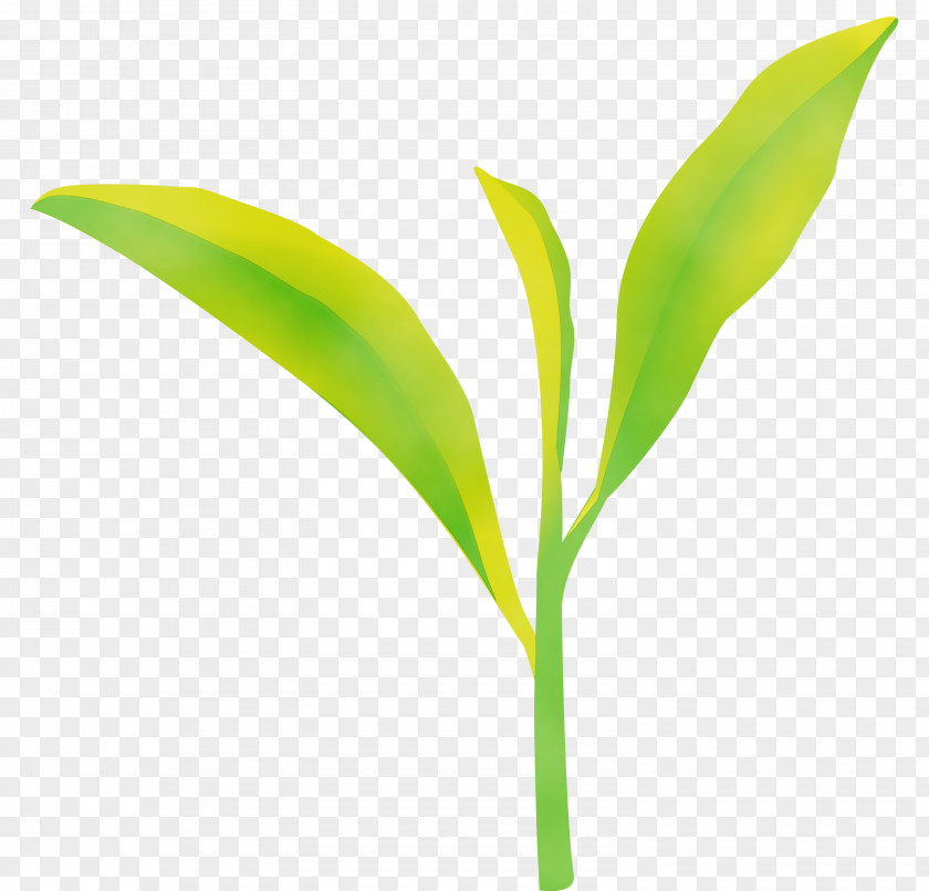 Leaf Flower Lily Of The Valley Plant Green PNG