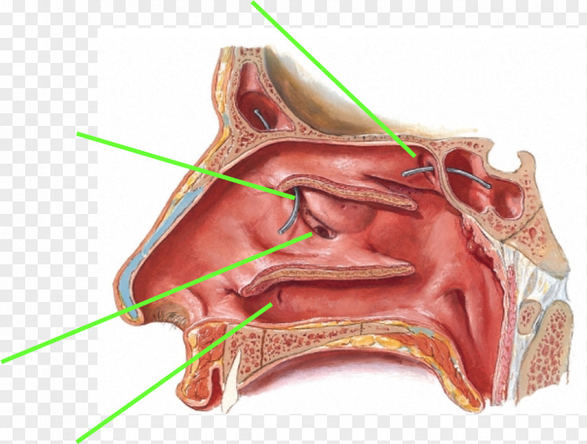 Nose Ethmoid Sinus Bulla Paranasal Sinuses Anatomy PNG