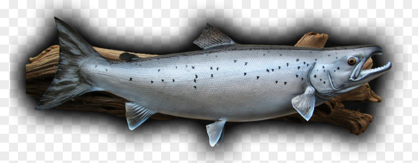 Fish Coho Salmon Smoked Trout Atlantic PNG